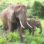 Dalle lingue blu dei bambini alle doule degli elefanti la maternita U510ksKz 1 5