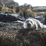 Le foche piu a rischio del mondo una volta chiamavano casa lAustralia kaUAn 1 5